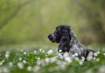 english cocker spaniel