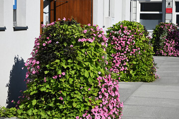 flower beds with petunia flowers in the city landscape