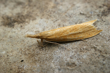 Closeup on a yellow colored wainscot or reed veneer moth, Chilo phragmitella sitting on a stone