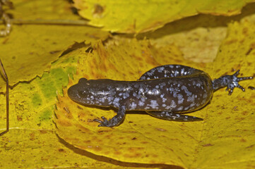 Closeup on the North American endangered and protected Blue spotted mole salamander, Ambystoma laterale sitting on a yellow leaf
