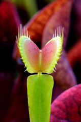 Leaves of Venus flytrap (Dionaea muscipula)