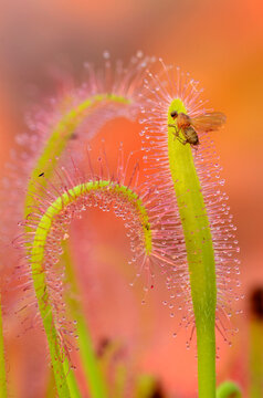 Insect trapped on the leaves of a sundew (Drosera capensis)