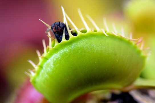 Leaves of Venus flytrap (Dionaea muscipula) with a fly trapped inside