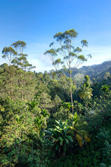 Fototapeta na wymiar Rainforest near the city of Ella in Sri Lanka. Top view, aerial photography.