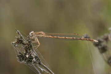 Closeup on a female Common winter damselfly, Sympecma fusca sitting in the vegetation