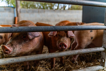 young pigs in a barn 