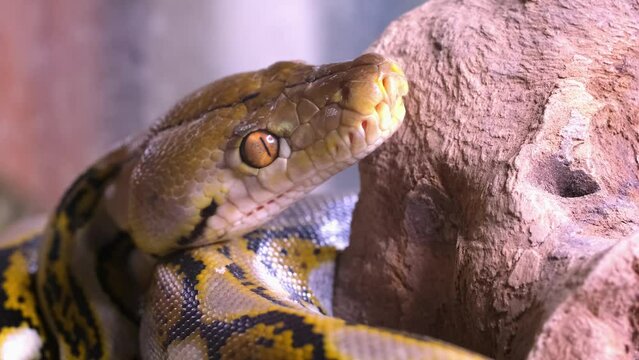 A snake boa sticks out its tongue. Python head in detail close-up.