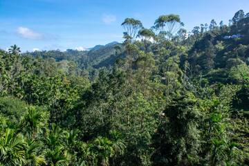Rainforest near the city of Ella in Sri Lanka. Top view, aerial photography.