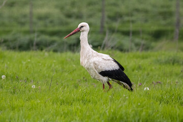 white stork ciconia, in the grass