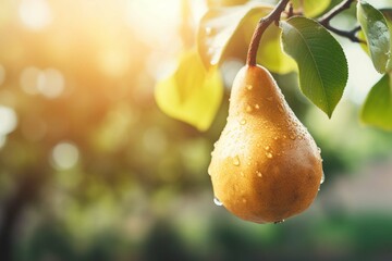 Ripe pear is hanging on a tree, close up. Gardening, harvesting, agriculture concept.