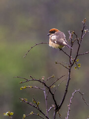  woodchat shrike, Lanius senator)