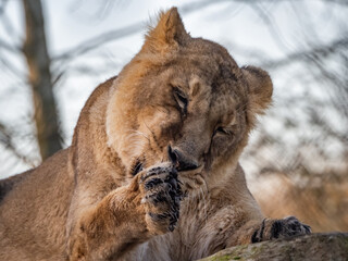 Asiatic Lions - Animals around a wildlife reserve