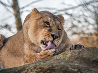 Asiatic Lions - Animals around a wildlife reserve