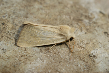 Closeup on the pale brown colored Fen Wainscot owlet moth, Arenostola phragmitidis