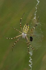 Vertical closeup on a colorful female wasp spider, Argiope bruennichi, waiting in her web