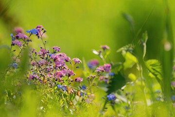 Wild flowers in the meadow , forget me not flower close up, blue and pink varieties.