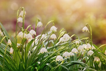 Spring flowers in the shining sunlight, Leucojum vernum, called spring snowflake