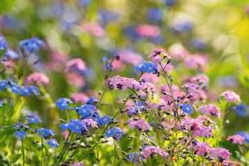 Wild flowers in the meadow , forget me not flower close up, blue and pink varieties.