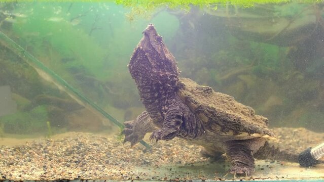 Snap turtle close-up. Underwater of Snapping Turtle Swimming near Bottom Making Bubbles in South Dakota.
