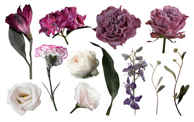Set of pink and burgundy color flowers. Isolated on transparent background for your projects