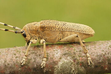 Vertical closeup on a Poplar Longhorned Beetle, Saperda carcharias sitting on a tree trunk