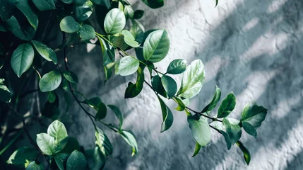 Tuinposter Green leaves of ficus benjamina plant on white wall background Generative AI © Alex