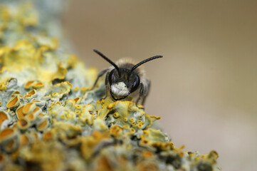 Facial closeup on a male Red-bellied miner solitary bee, Andrena ventralis, showing it's white clypeus