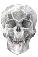 skull hand drawn in pencil drawing. human skull isolated on white in perspective.