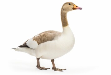 Obraz premium swan isolated on white background. generative ai