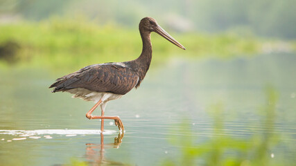 black stork in the river