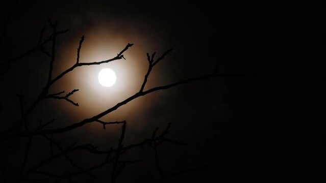 Full moon with flying clouds behind the branches of a tree without leaves on a dark cloudy night. Real shooting through a telephoto lens. Soft selective focus