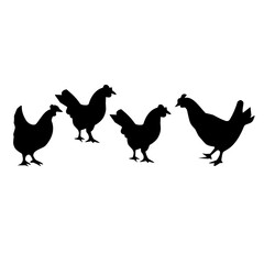 chicken in the pasture