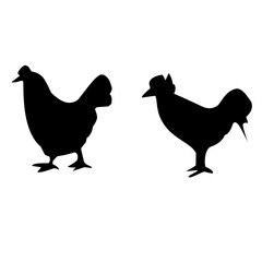 chicken in the pasture