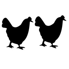 Obraz premium chicken in the pasture