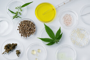 Cannabis CBD oil and hemp seeds and leaf in a laboratory petri dishes top view. Laboratory...