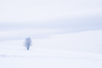 Winter among agricultural fields in Lesser Poland - obrazy, fototapety, plakaty