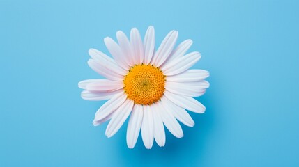 A daisy with its white petals and a bright yellow center on a pure blue background.