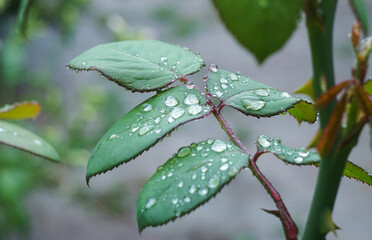 Water drops on a rose leaf