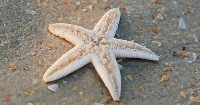 starfish move their tentacles on the sandy shore of the sea beach