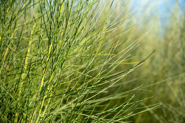 Planta bañada por luz del sol