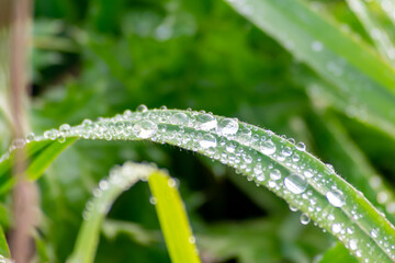 Gotas de rocío sobre hierba