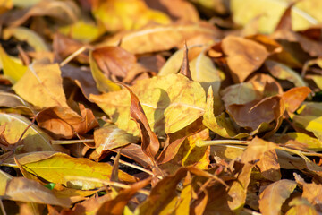 Hojas otoñales cubriendo el suelo