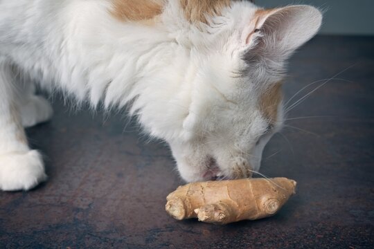 Funny tabby cat licks on ginger root on the table. Horizontal image with selective focus.