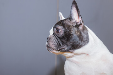Adorable french bulldog wanna go to bed. dog resting on bed during daytime. Funny ear up. Pets indoors at home. Dog Relaxing.Animal communication concept.love for pets