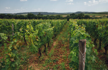 Fototapeta na wymiar Beautiful green summer vineyard beautiful landscape with copy space