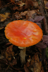 Vertical closeup on an unusual fully red Fly agaric mushroom, Amanita muscaria