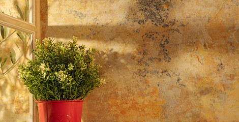 Panorama de fond d'un vieux mur en crépi et une plante verte pour création d'arrière plan....