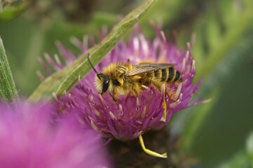 Closeup on a fluffy male Pantaloon bee, Dasypoda hirtipes, sitting on a purple knapweed flower