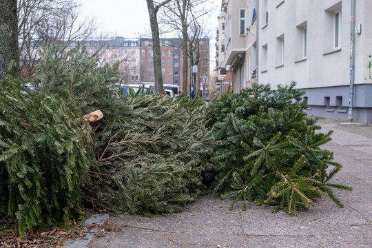 Old Christmas trees