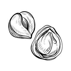 Hazelnut hand drawn illustrations. Isolated vector nuts.